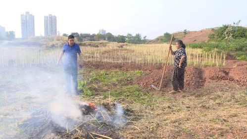 污染空气还易失火,焚烧秸秆者请住手